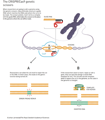 The CRISPR-Cas9 Genetic Scissors_111621A
