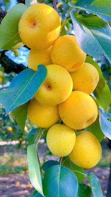 Yellow Pear_090723A