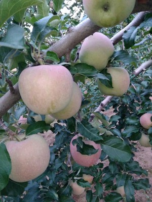 Apple Tree_Gansu_China_090121A