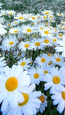 Daisies_013123A