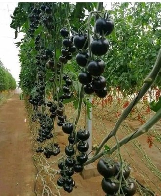 Black Tomatoes_071823A