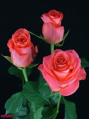 Roses_093021A