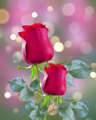 Roses_011623A