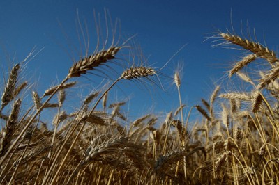 Wheat_051522A