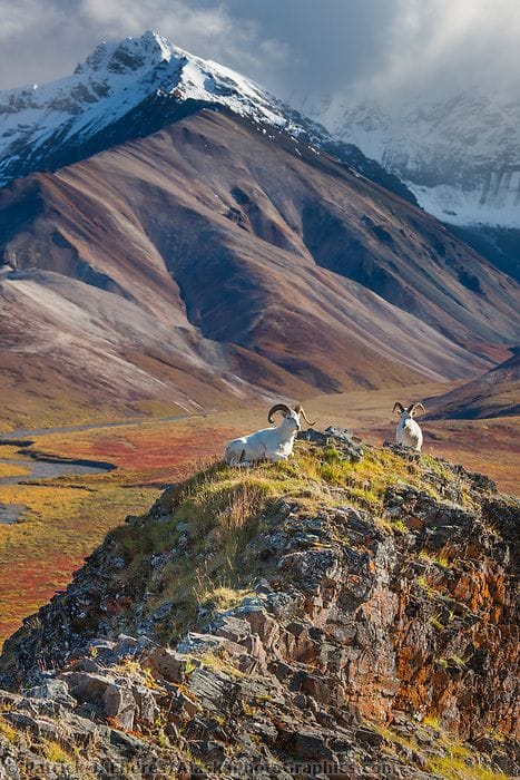 Mountain Goats_Alaska_052622A