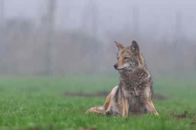 Coyote_012121A