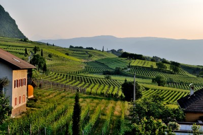 Vineyards, Roland_Italy_100120A