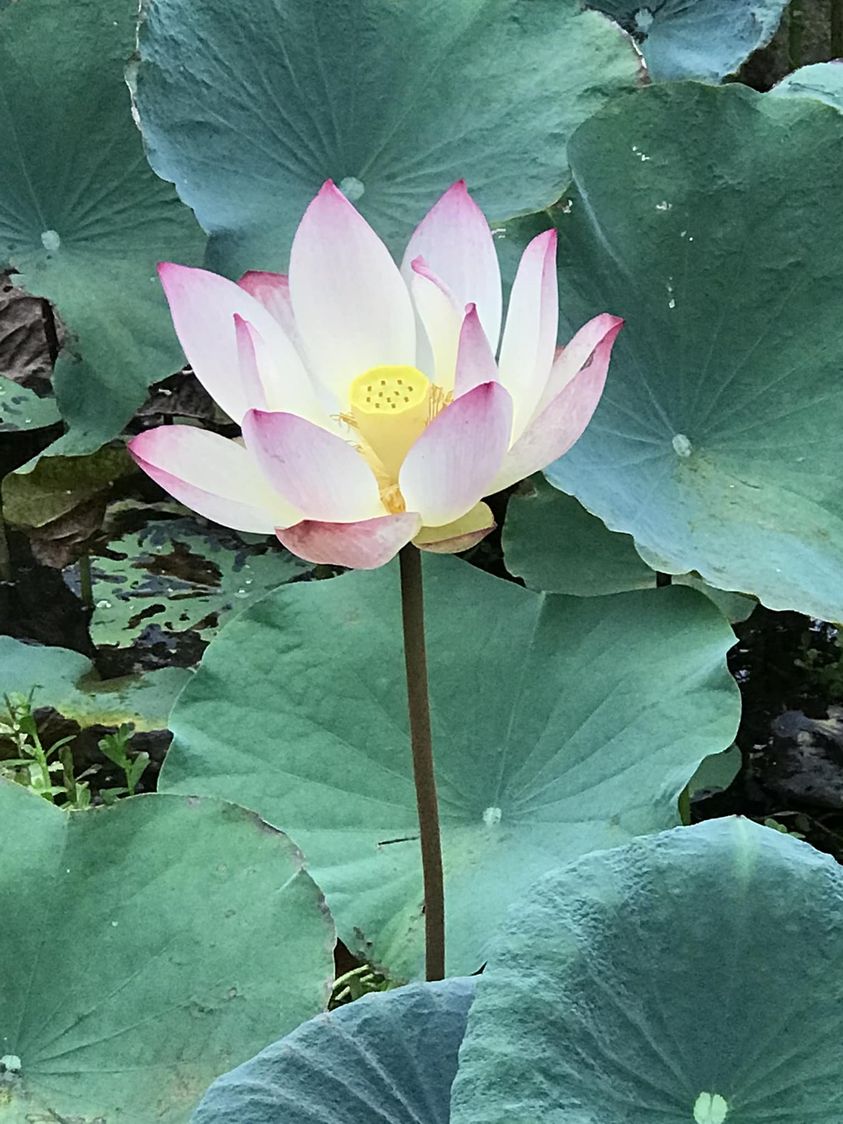 Lotus_NTU_072823A