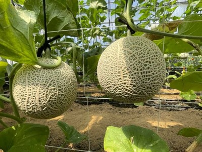 Cantaloupe_090121A