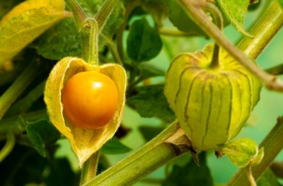 Ground Cherry_072523A