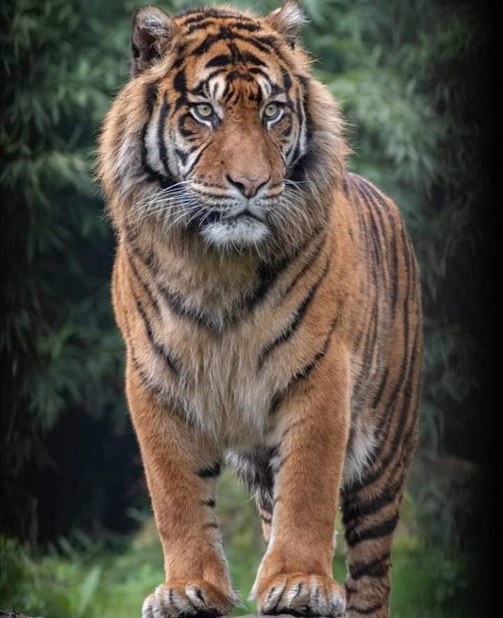 Tiger_072821A