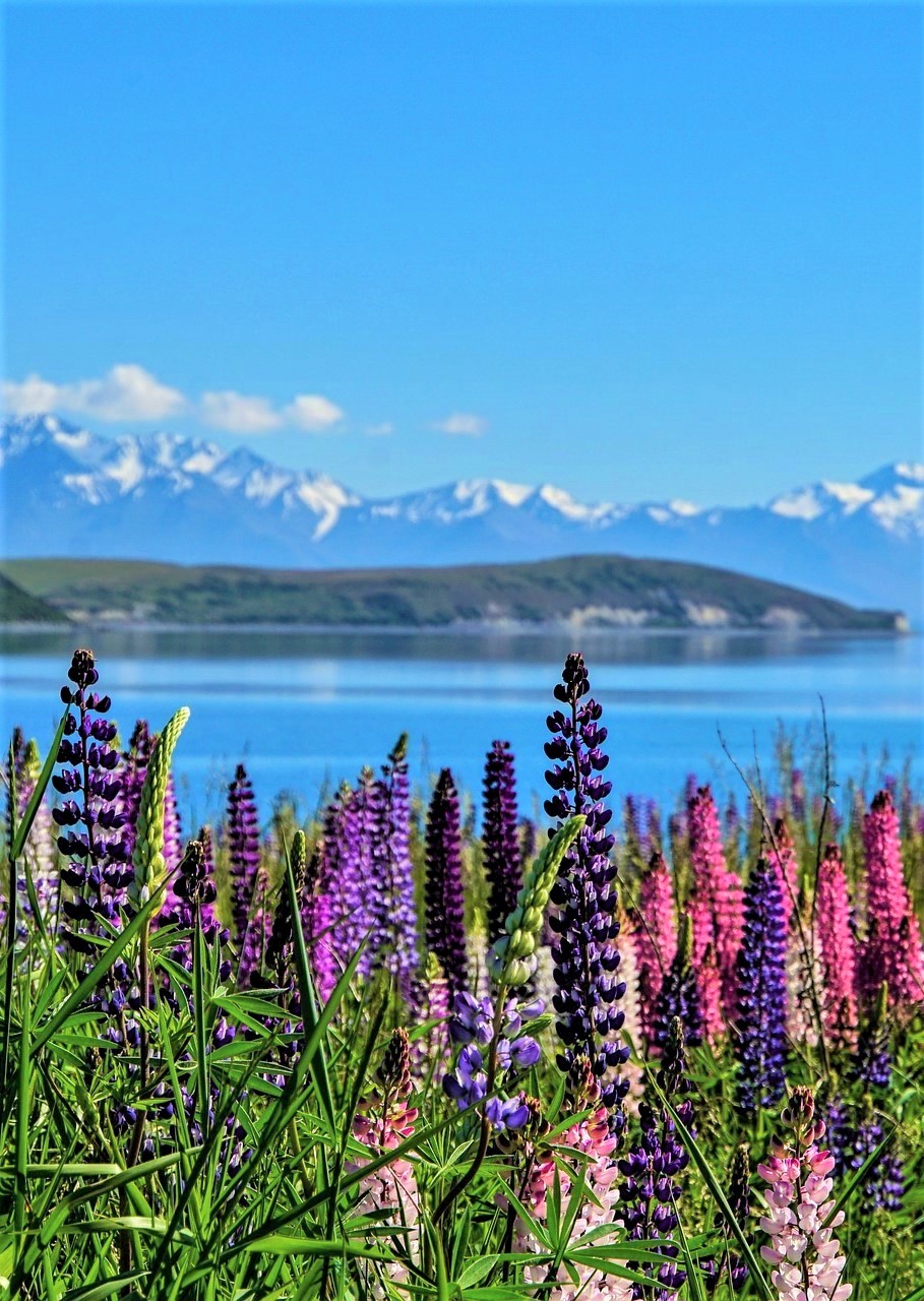 Lake Tekapo_072723A