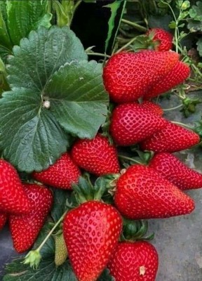 STRAWBERRIES_011823A