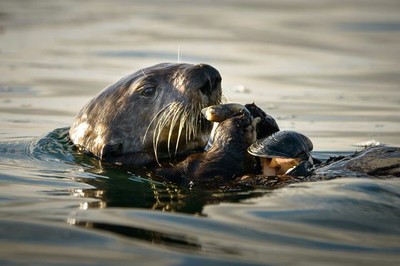 Dinner_Time_Elkhorn_Slough_082014