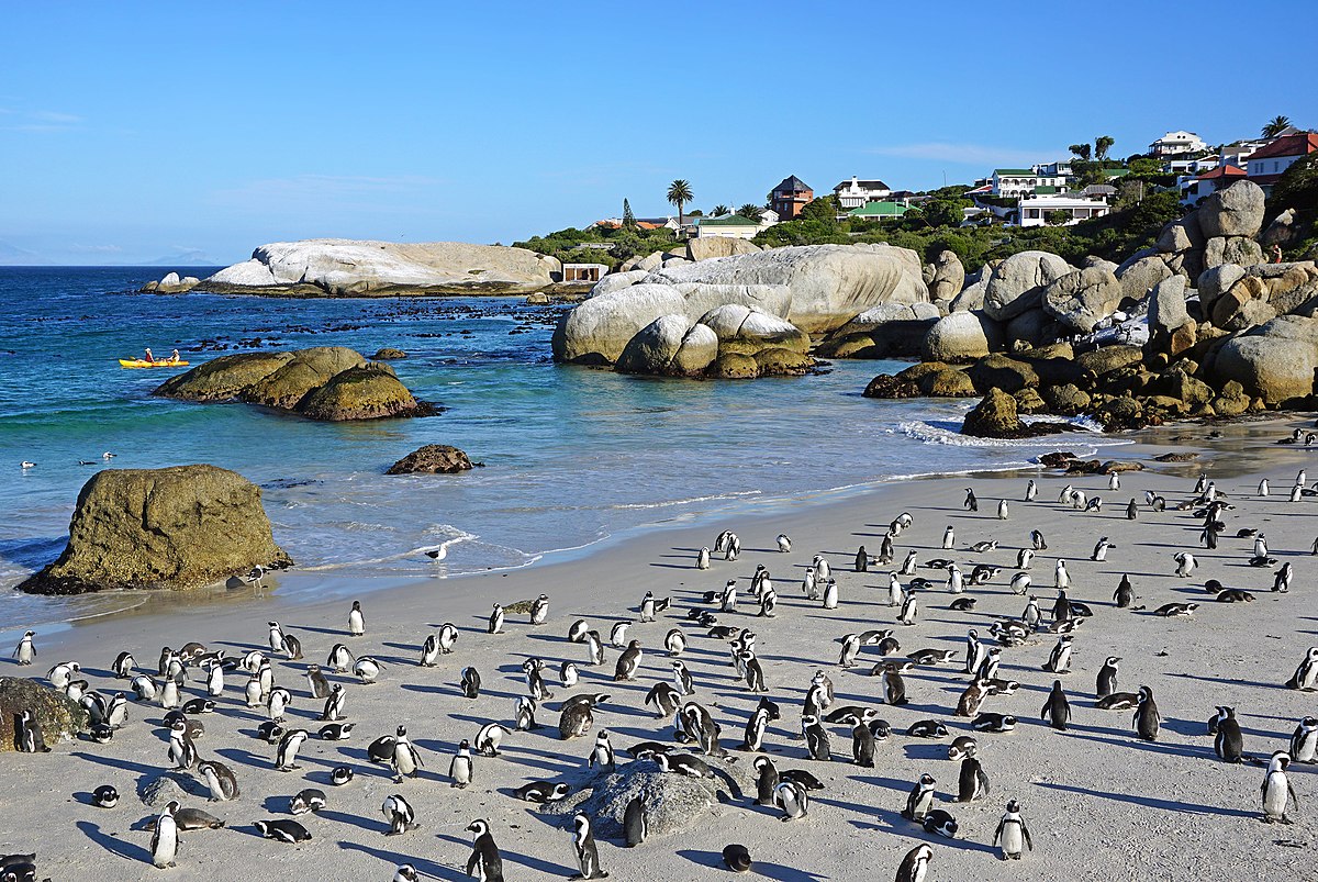 Boulders Beach_South Africa_072124A