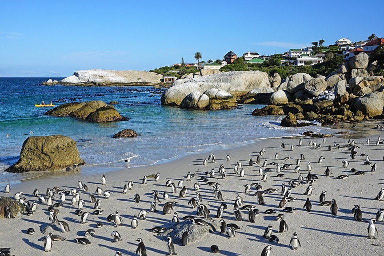 Boulders Beach_South Africa_072124A