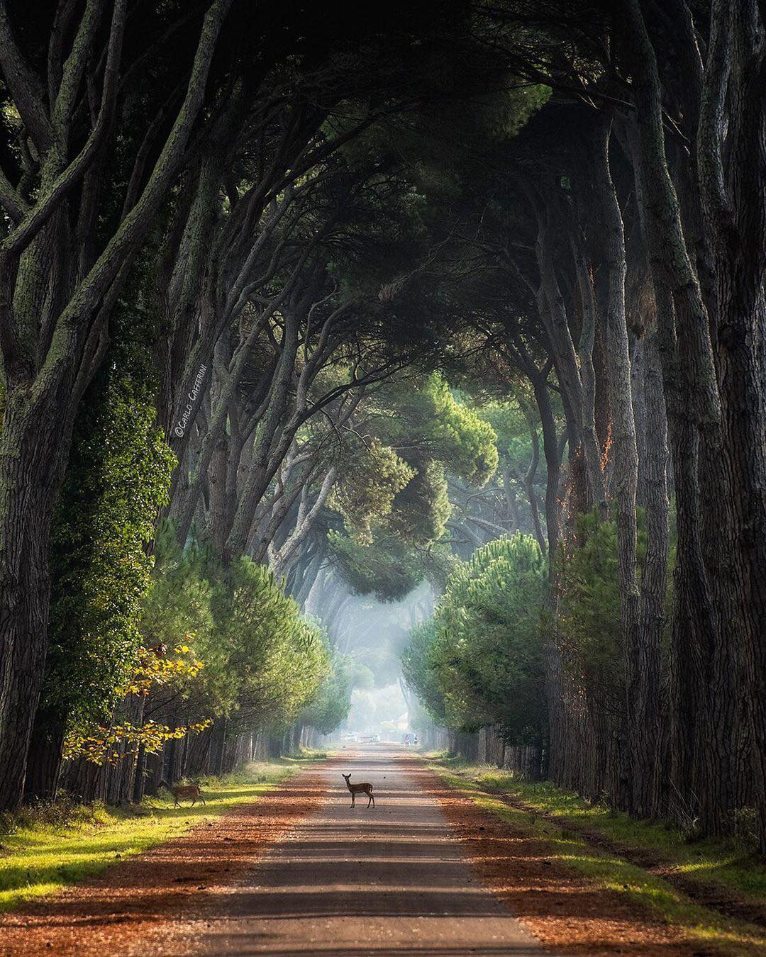 San Rossore National Park_Italy_082221A