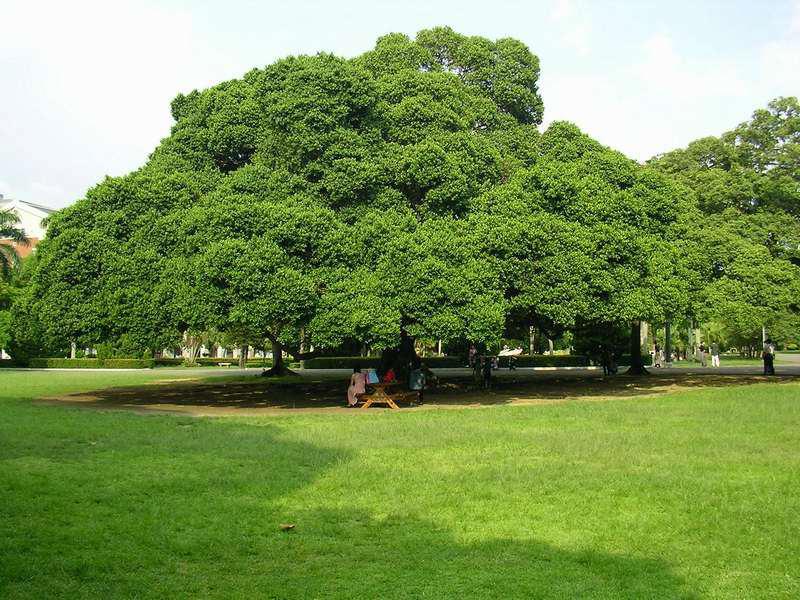 Big Tree at NCKU