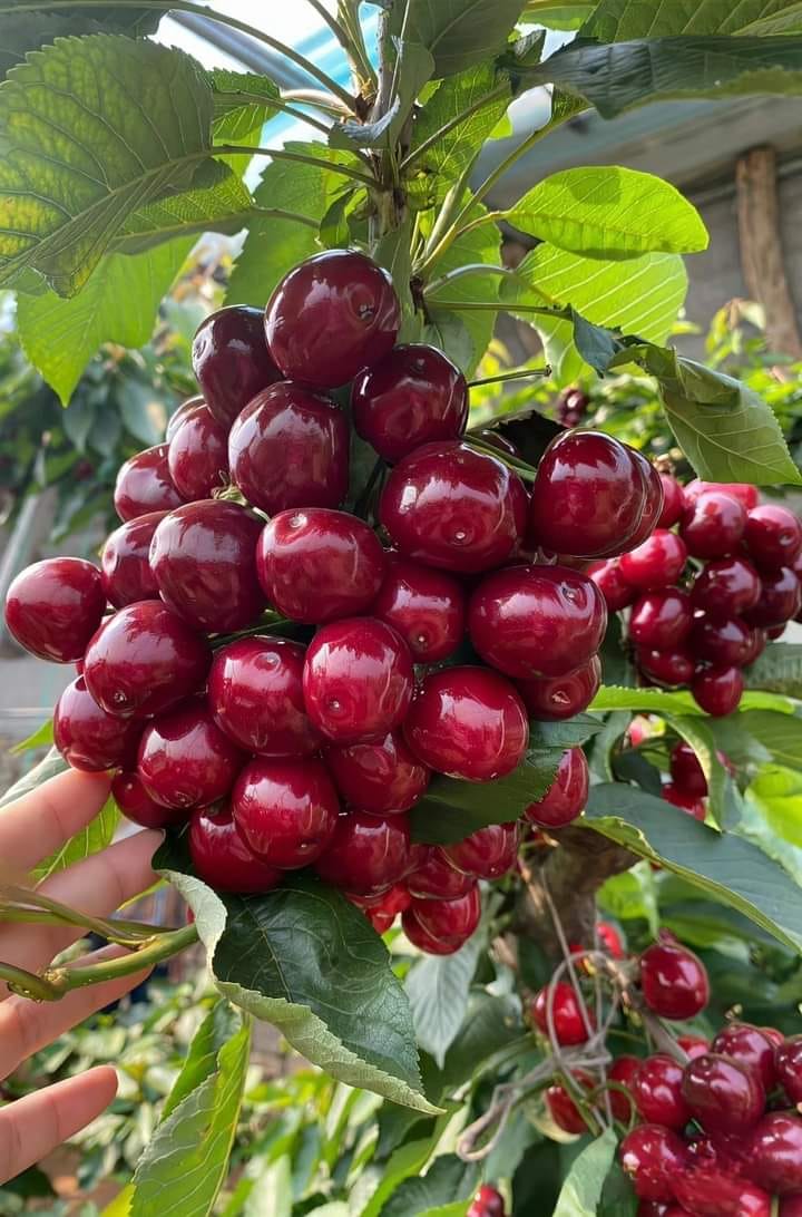 Cherry Orchards_080223A