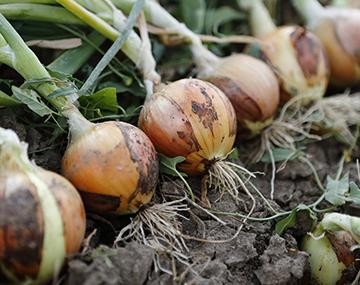 Onion Fungal Diseases_111322A