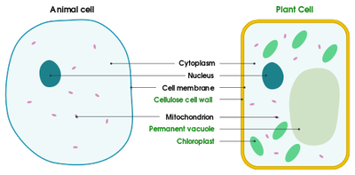 Simple_Animal_and_Plant_Cells_021220A