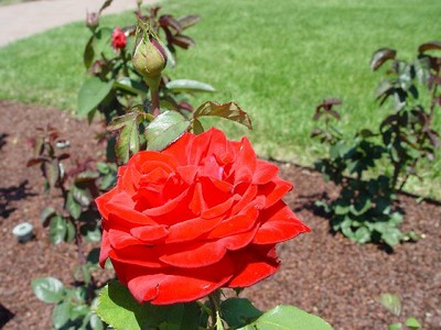 Roses_DSC_00548 Roses_DSC_00548